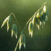 原料『オート麦 乾燥エキス』