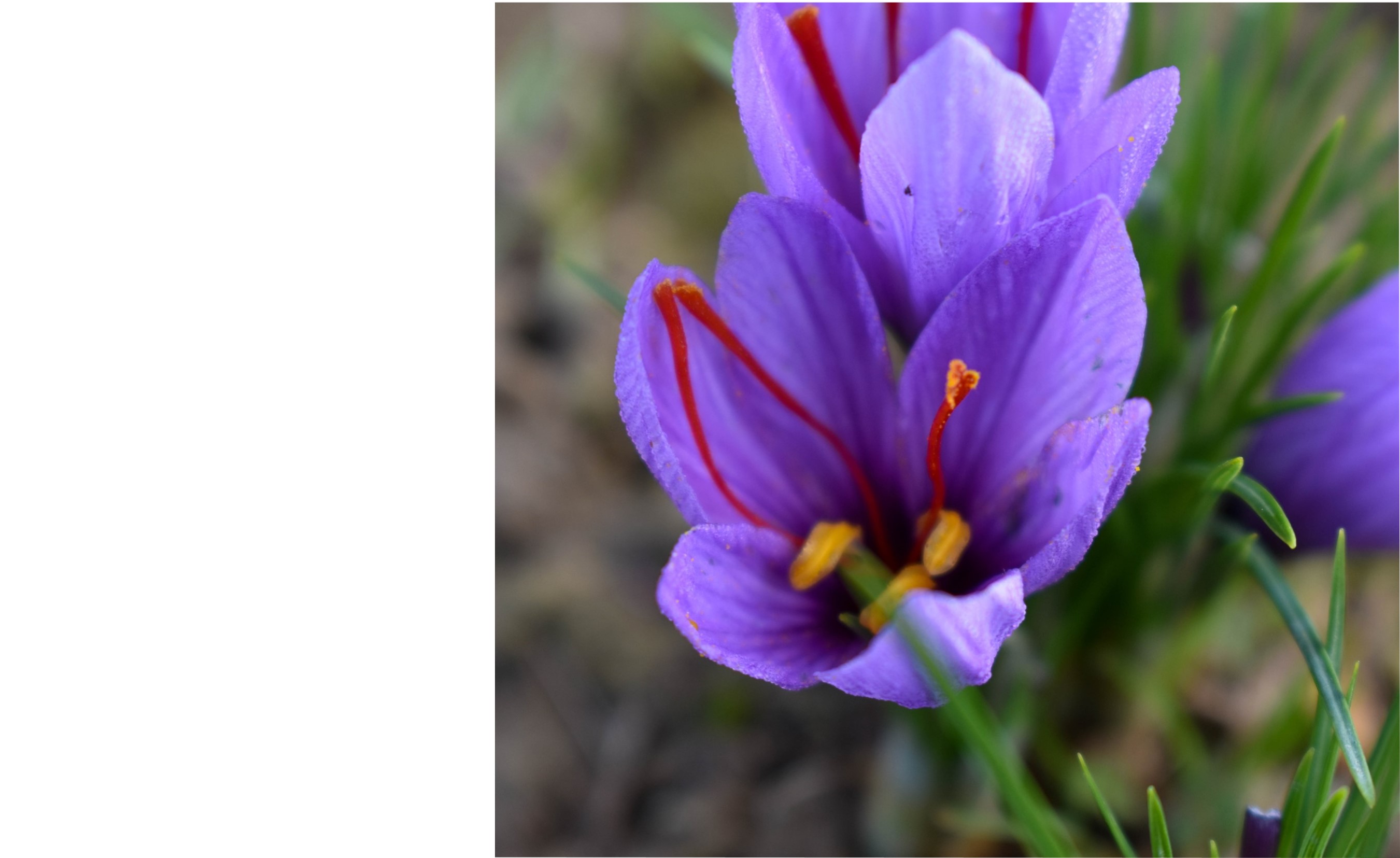 Sens'Flower（サフラン花抽出エキス）、化粧品原料 セルマーク