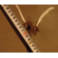 Bioethanol fuel compatible FRP lining "SST Lining"