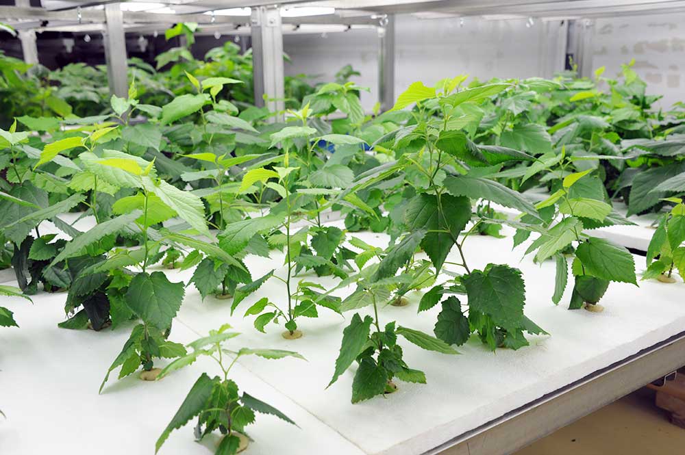 【健康食品向け】桑の葉の基礎知識