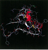 インシュリン類似成長因子-1『IGF-1』