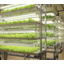 Plant Production System "Closed-Type Plant Factory"