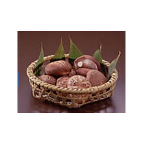Shiitake mushroom extract (powder and liquid)