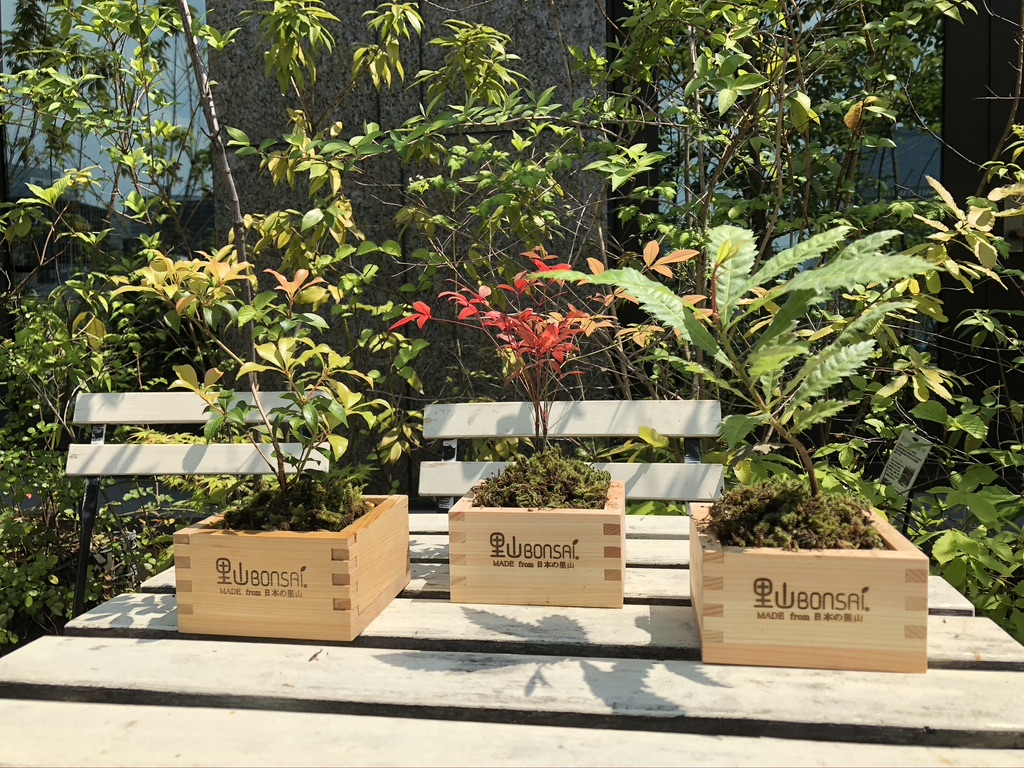 ★「里山BONSAI」ワークショップ★