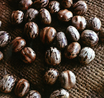 抗菌素材『リシノレックス』