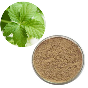 Gynostemma Extract.jpg