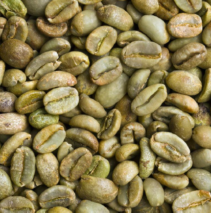 機能性食品素材『グリーンコーヒー豆エキス末』