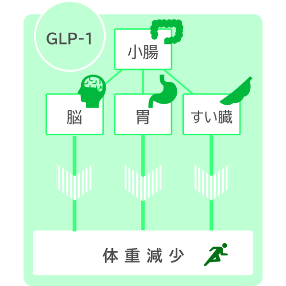 GLP-1.png