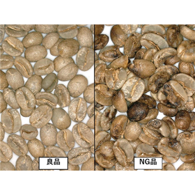 【事例】受託加工　危険異物除去　珈琲生豆 ＜変色した豆＞