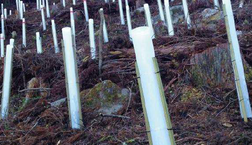 【P-Life 採用事例】苗木保護シェルター