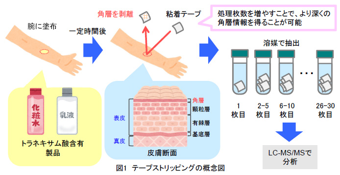 【分析事例】テープストリッピング法トラネキサム酸の経皮吸収試験