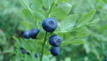 素材『ビルベリーエキス』