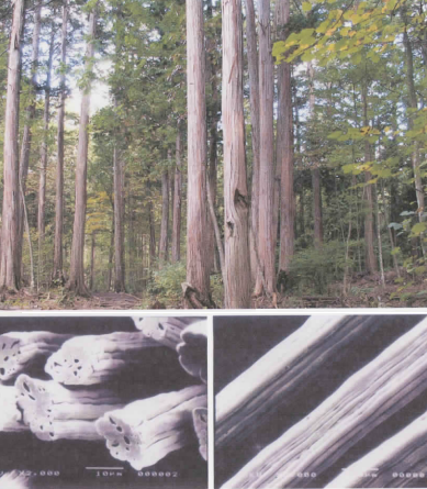 檜から生まれた機能繊維『ヒノキコットン』