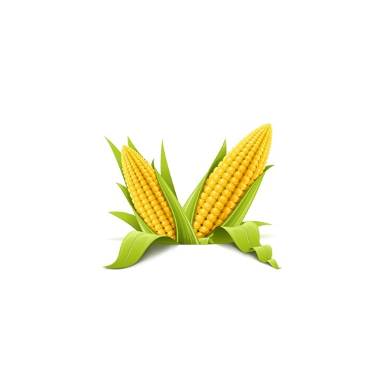 BioEG-1_04.jpg