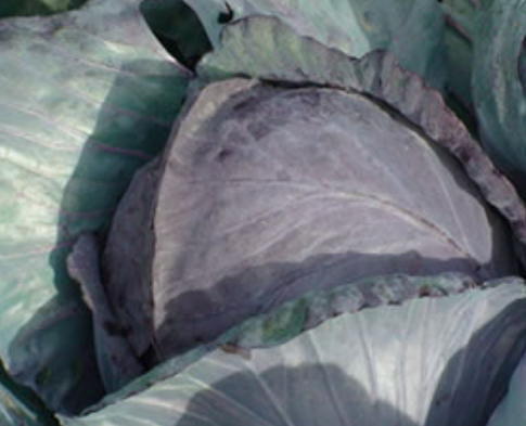 赤キャベツ色素製剤『赤キャベツ色素N/R-K100P』