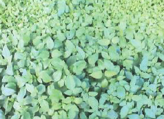 コシロノセンダングサエキス 『宮古TSエキス』