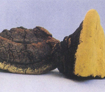 原料『メシマコブ』