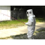 Wasp extermination