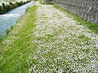 【NETIS登録】シートを使わない新しい緑化工法