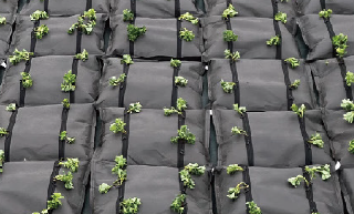 Fujita緑化システム