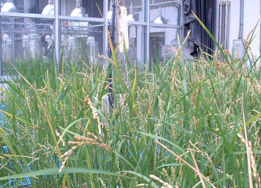 プリベンテック「組換えイネ種子による組換えタンパク質の生産」