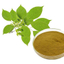 Eucommia leaf extract natural functional plant extract