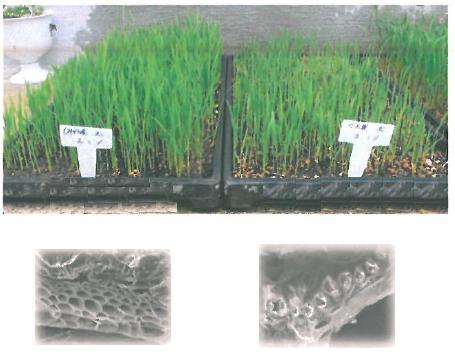 高品質炭　SUMIX