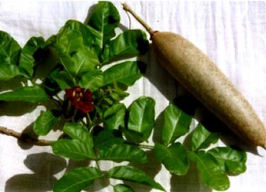 化粧品原料『KIGELINE』