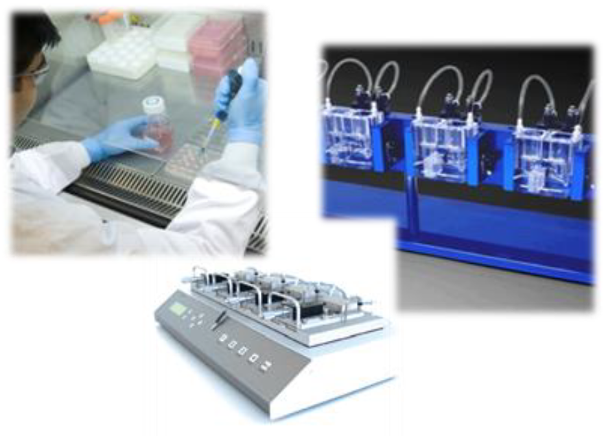 【本来の生体反応をヒトの皮膚組織で評価】GLP試験受託