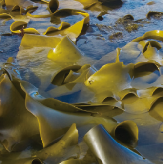 原材料『フコキサンチン』