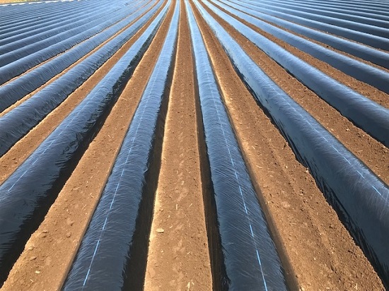 再資源化プラスチック使用マルチフィルム　エコカルマルチ