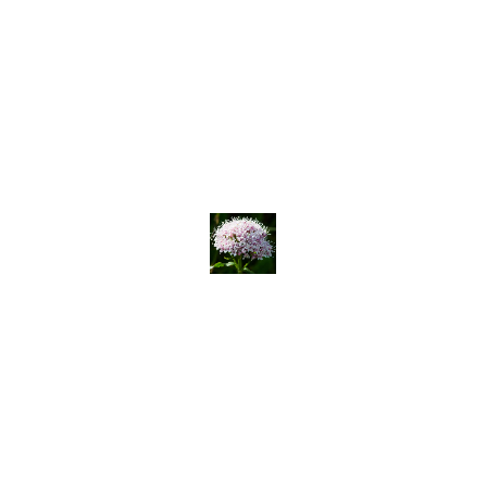 画像15.png