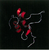 インシュリン類似成長因子-2『IGF-2』