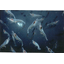 Healthy cooking oil "Krill Oil"