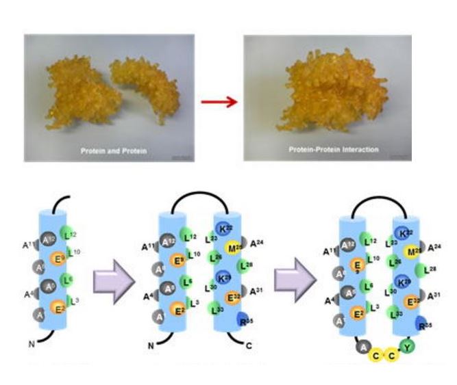 インタープロテイン株式会社　創薬事業のご紹介