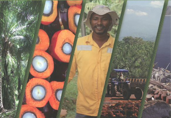 オーガニックマウンテン パーム油・ショートニング