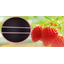 "Strawberry Supplementary Lighting" Plant Growth LED Light 'EZYGRO Red/White'