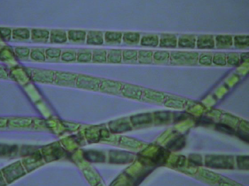 『バイオサイド製品』