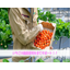 CO2 for strawberry facility cultivation! Total support from house construction to harvest.