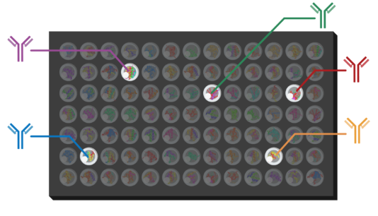 HuPEX網羅型タンパク質アレイ受託解析サービス
