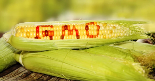 遺伝子組換え食品検査