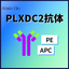 Anti-PLXDC2 Rabbit Monoclonal Antibody