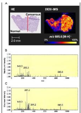 イメージング質量分析　受託サービス
