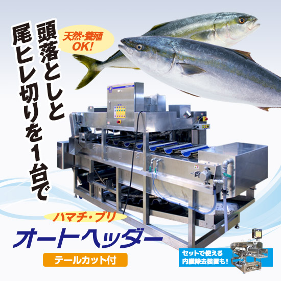 ハマチ・ブリ　オートヘッダー（テールカット付）