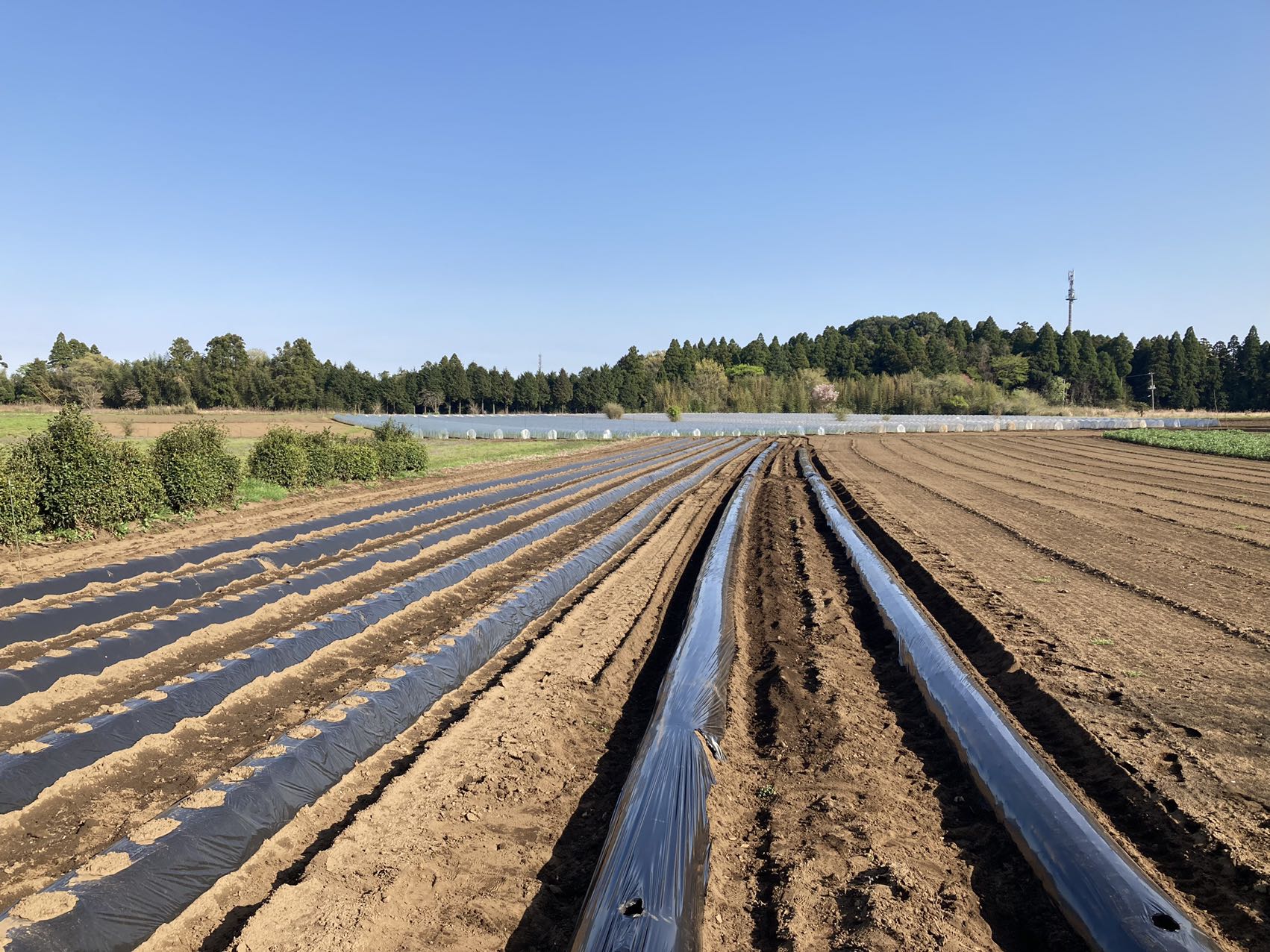 農業用ポリエチレンフィルム　買取