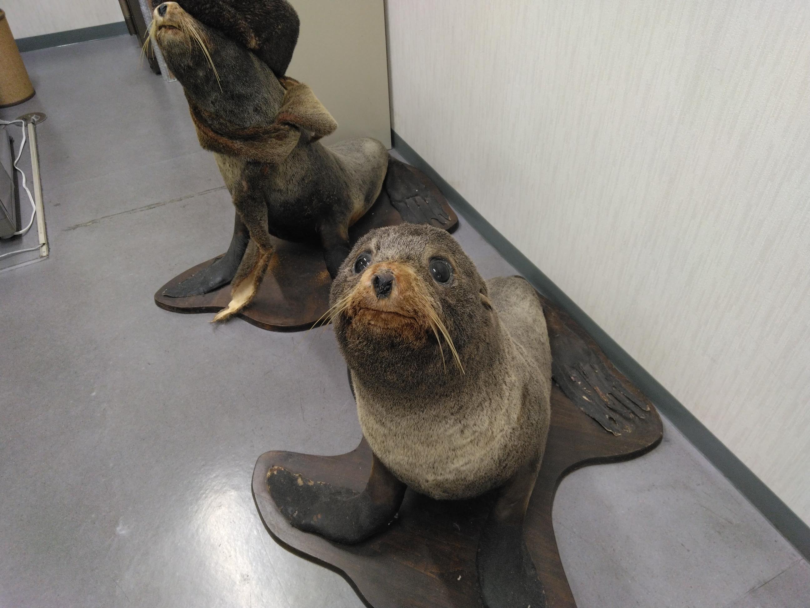 オットセイ骨格筋加水分解物『カロペプタイド』