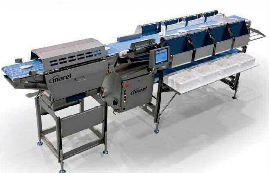 魚のグレーディング速度、精度、衛生面も強化したライングレーダー