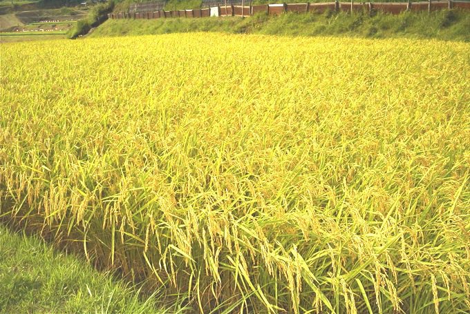 米集荷及び転売事業