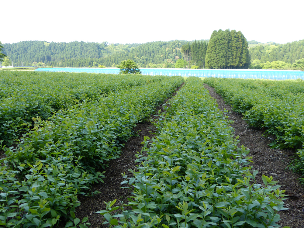 ラビットアイブルーベリー茎エキス末