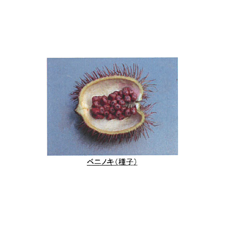 キャプチャ.PNG
